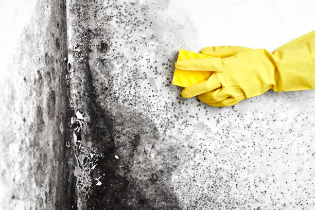 Professional Mold Removal in Gonzales, CA
