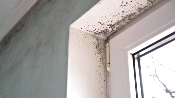 Certified Mold Removal in Gonzales, CA