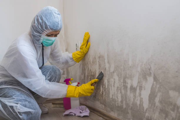 Attic Mold Removal in Gonzales, CA