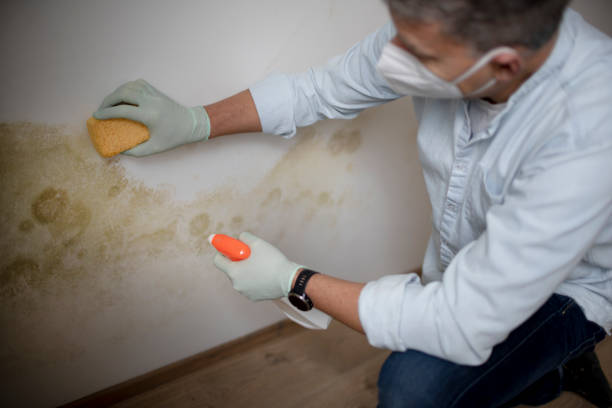 Best Mold Removal Process  in Gonzales, CA