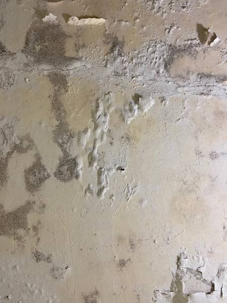 Best Mold Damage Repair  in Gonzales, CA