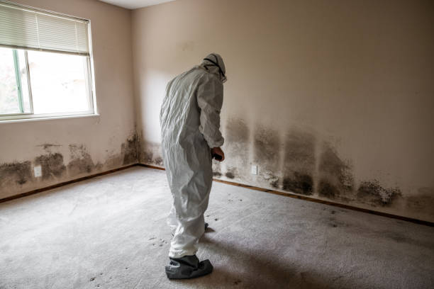 Best Certified Mold Removal  in Gonzales, CA