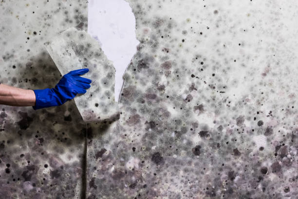 Best Mold Testing  in Gonzales, CA